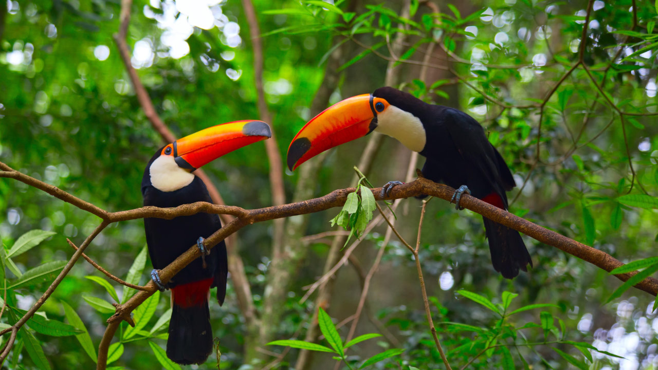 Two Toco toucans in the wild, Amazon