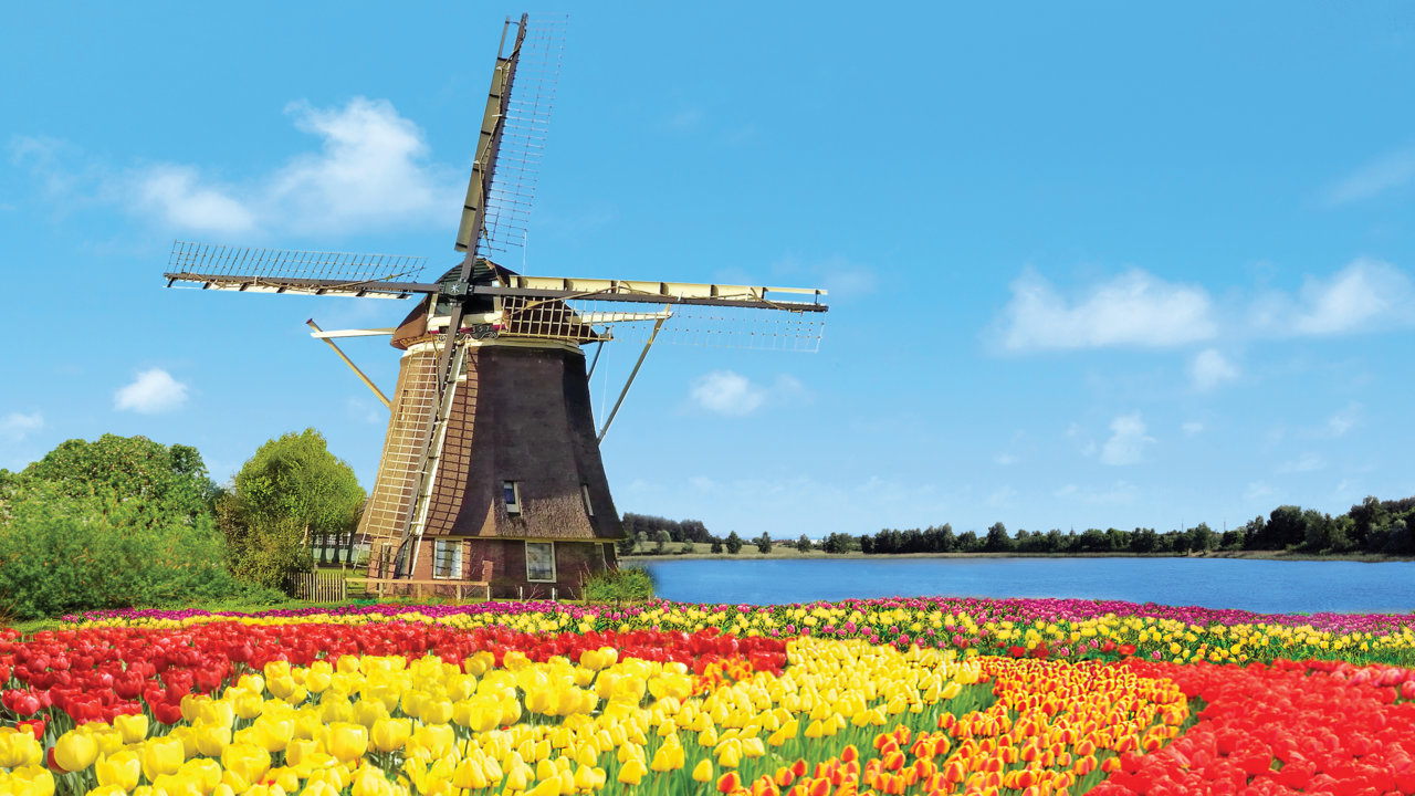 Tulip Field and Windmill Scene in Holland, Netherlands Country Side