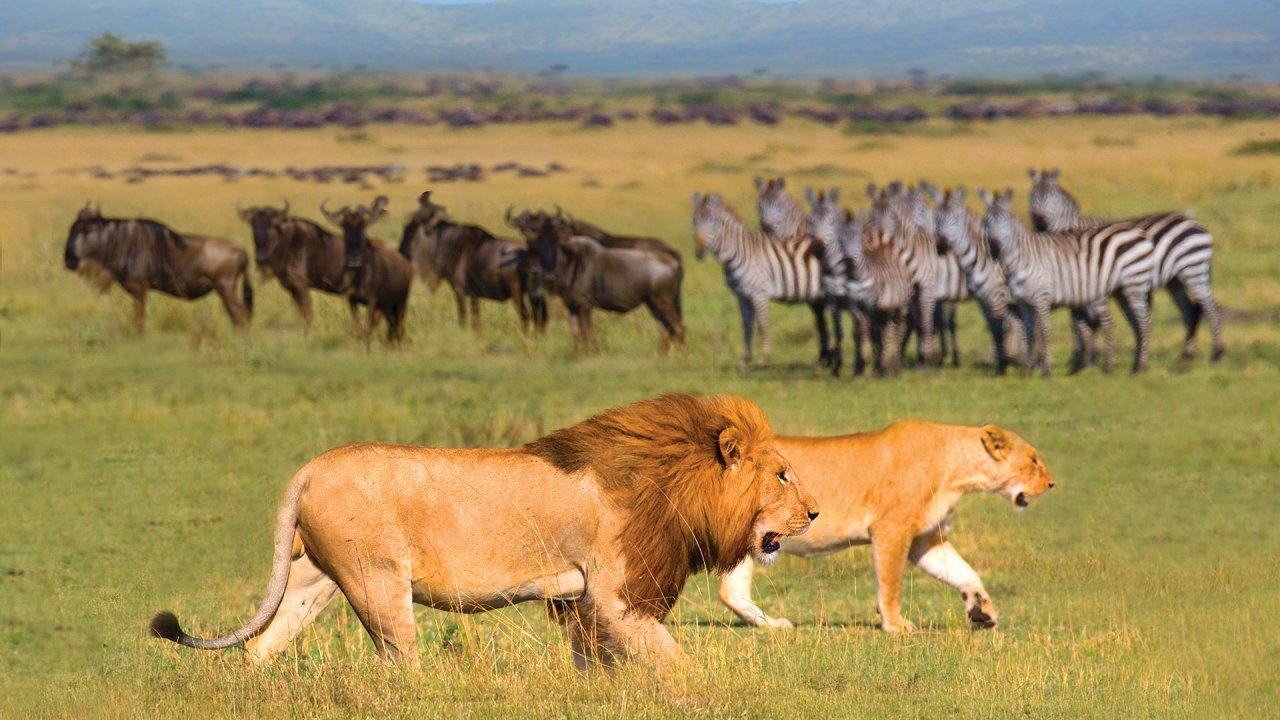 Lions and Zebras in Open Field, Tanzania