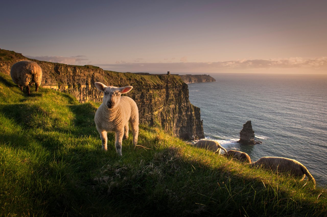 Sheep on the Cliffs of Moher