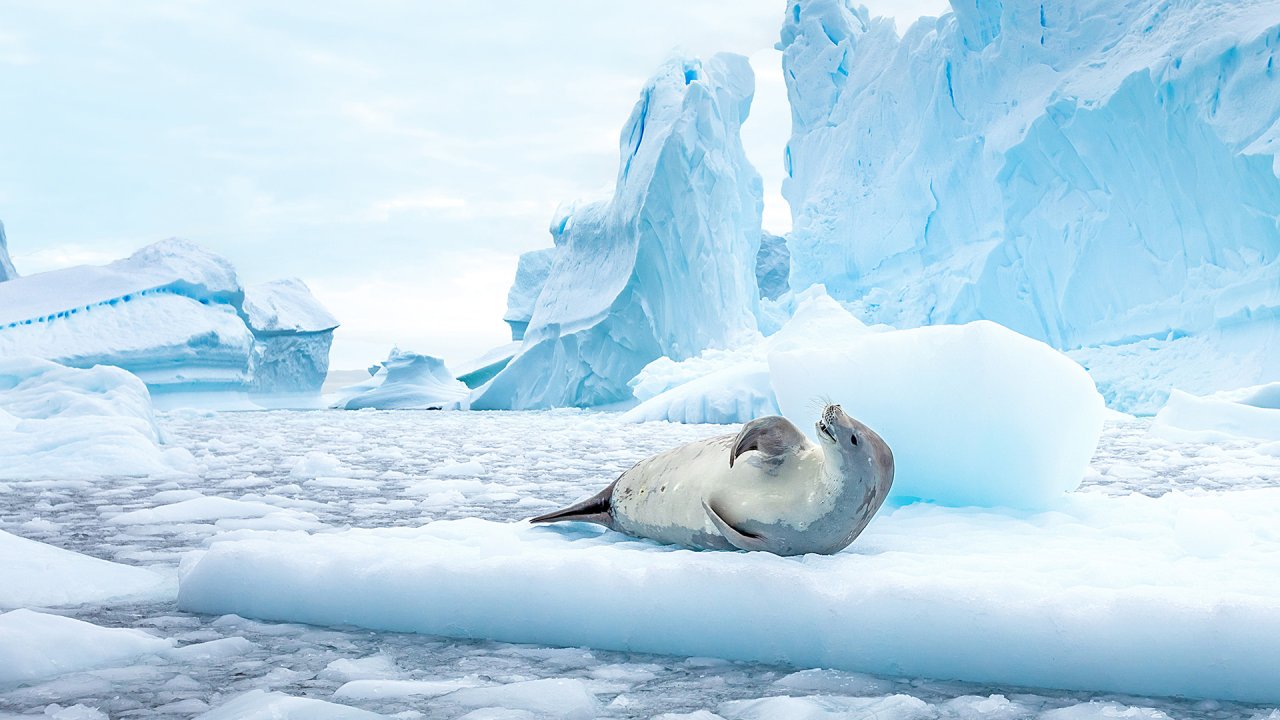 Antarctica crabeater seal