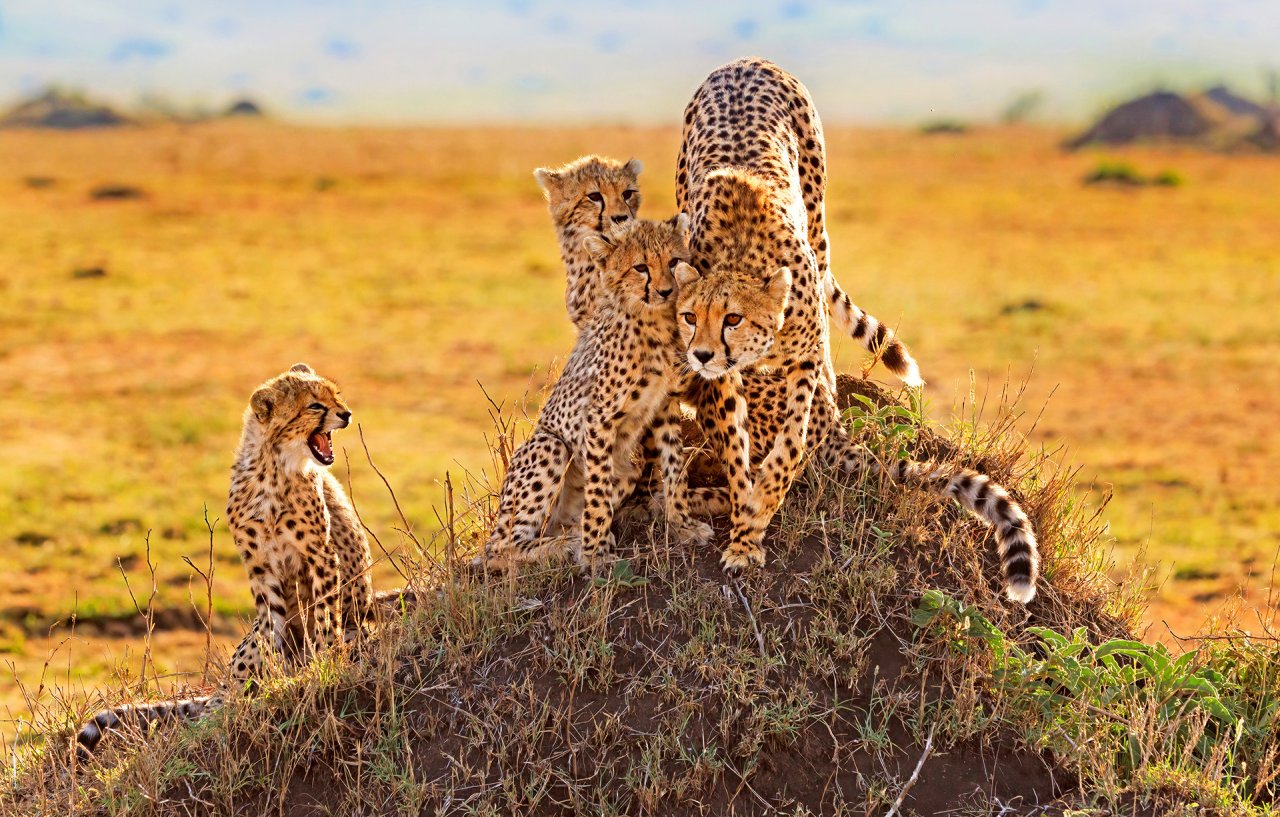 Tanzania cheetah with cubs