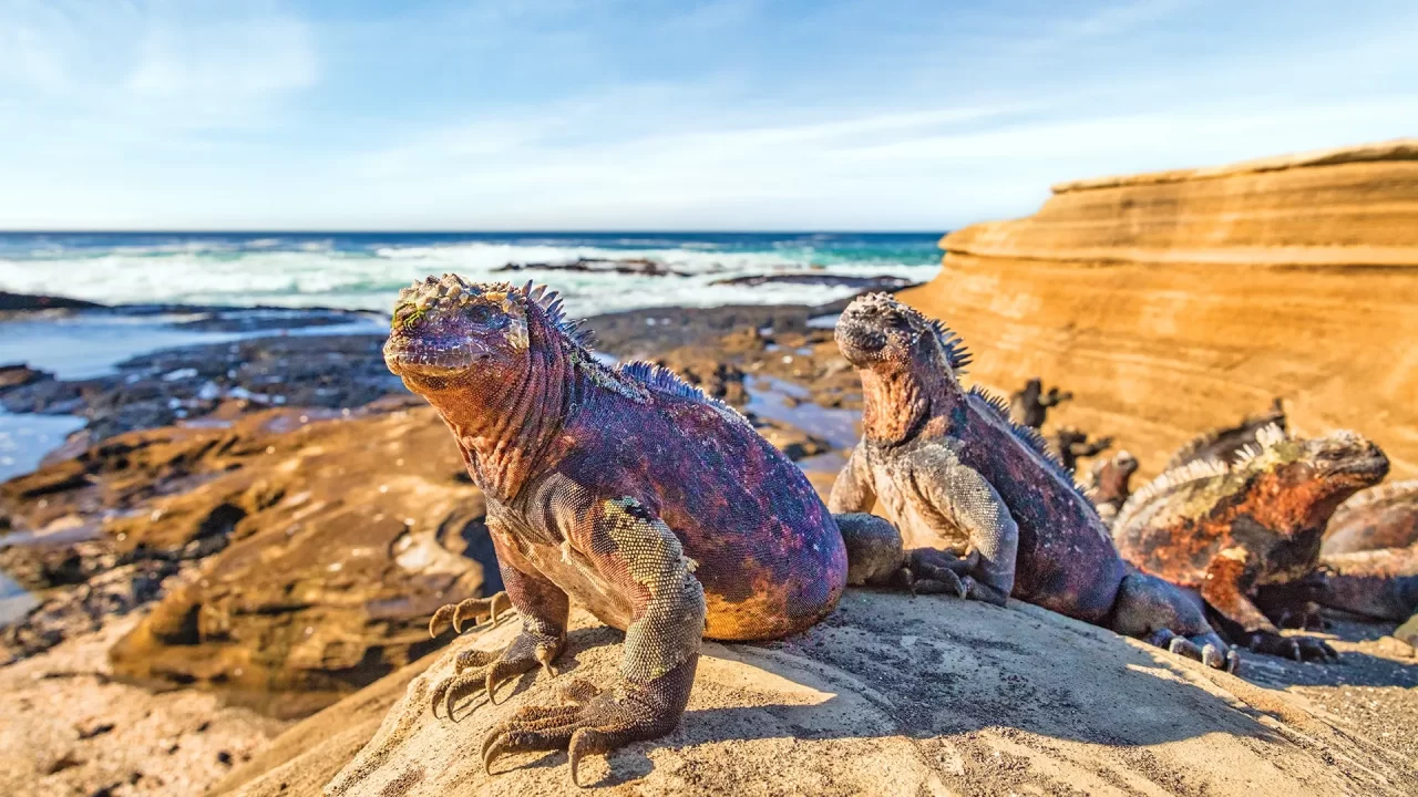 Galapagos Marine Iguanas